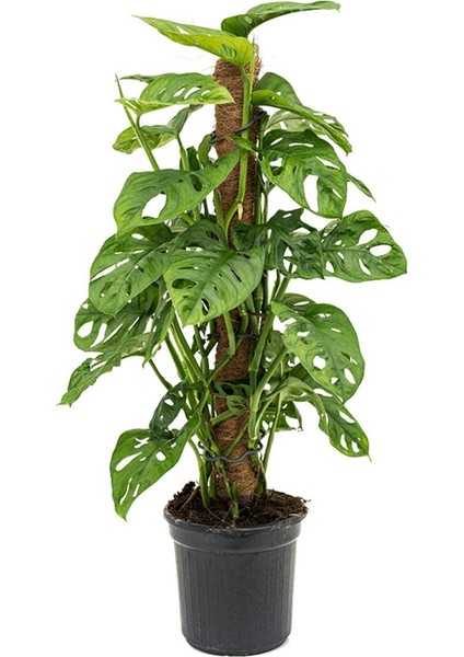 Delikli Devetabanı (Monstera Adansonii Monkey Mask) Sopalı 2 Adet