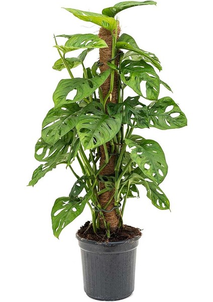 Delikli Devetabanı (Monstera Adansonii Monkey Mask) Sopalı 2 Adet