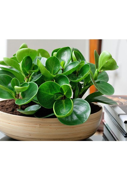 Peperomia & Alacalı Kauçuk & Starliçe