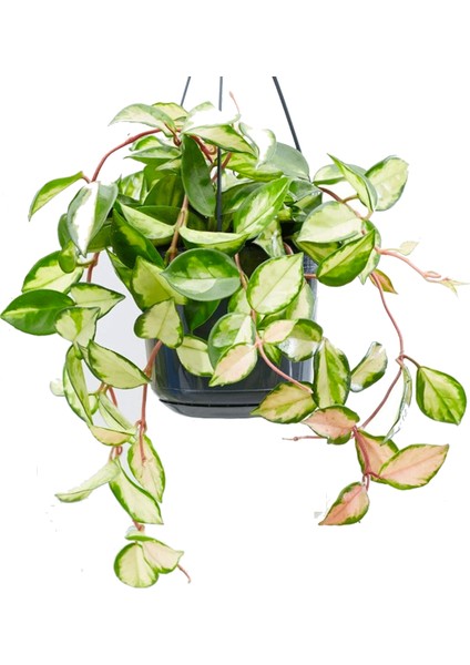 Alacalı Mum Çiçeği (Hoya Carnosa Tricolor) - Askılı Saksıda