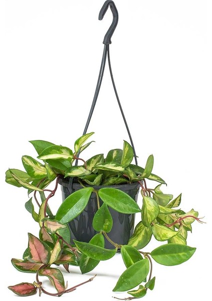 Alacalı Mum Çiçeği (Hoya Carnosa Tricolor) - Askılı Saksıda fiyatları