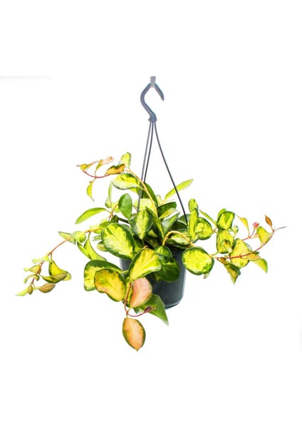 Alacalı Mum Çiçeği (Hoya Carnosa Tricolor) - Askılı Saksıda modelleri