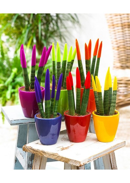Renkli Paşa Kılıcı – Sansevieria Velvet