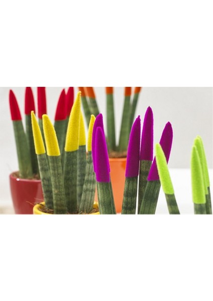Renkli Paşa Kılıcı – Sansevieria Velvet fiyatları