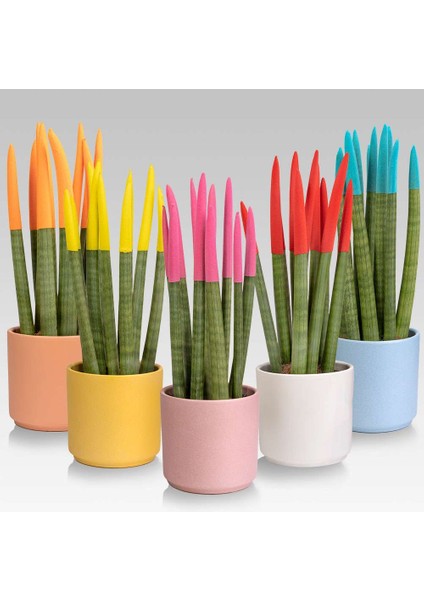 Renkli Paşa Kılıcı – Sansevieria Velvet modelleri