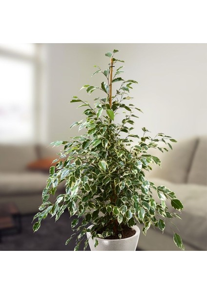 Alacalı Benjamin - Ficus Benjamina Starlight 60-80 cm