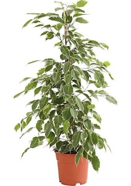 Alacalı Benjamin - Ficus Benjamina Starlight 60-80 cm