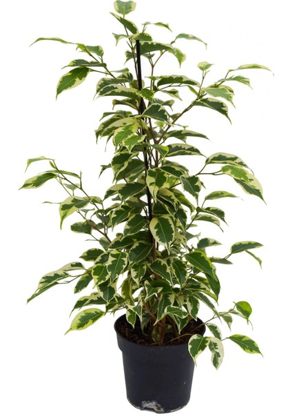 Alacalı Benjamin - Ficus Benjamina Starlight 60-80 cm