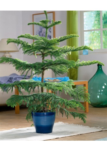 Arokarya Çamı – Salon Çamı 60 cm
