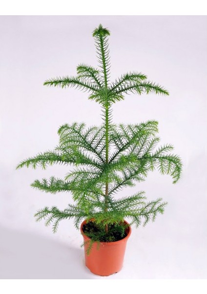Arokarya Çamı – Salon Çamı 60 cm