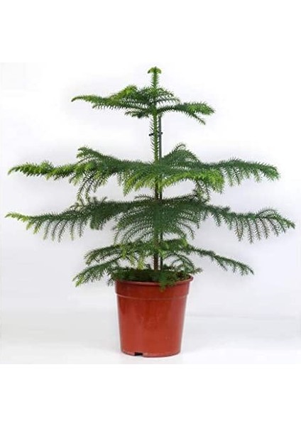 Arokarya Çamı – Salon Çamı 60 cm