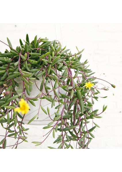 Yakut Kolyesi – Othonna Capensis