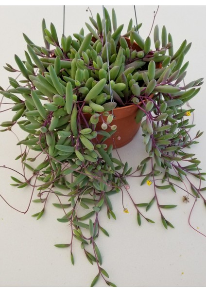 Yakut Kolyesi – Othonna Capensis