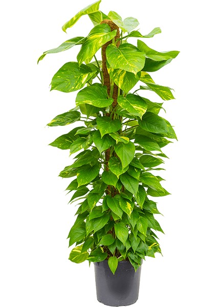 Pathos – Salon Sarmaşığı (Bitki Destek Çubuklu) 60-80 cm
