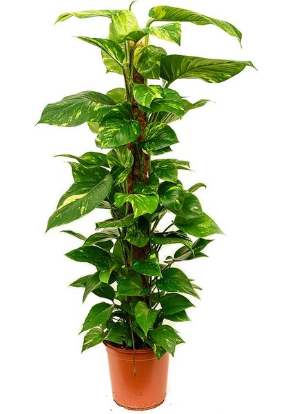 Pathos – Salon Sarmaşığı (Bitki Destek Çubuklu) 60-80 cm