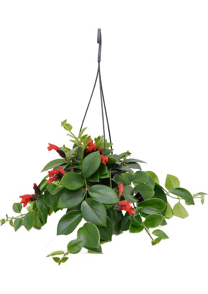 Ruj Çiçeği (Aeschynanthus) - Askılı Saksıda