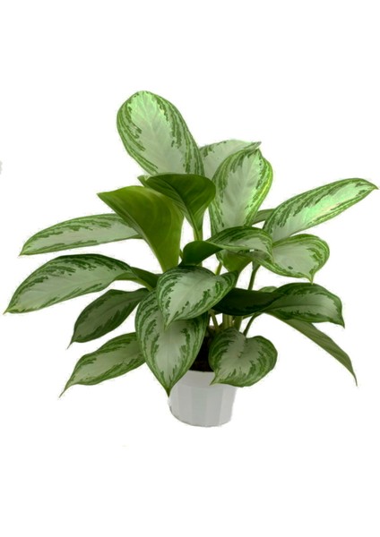 Aglonema Silver - Çin Herdemyeşili