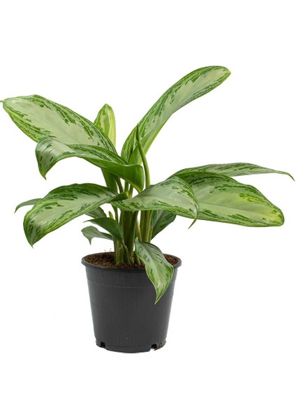 Aglonema Silver - Çin Herdemyeşili