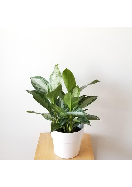 Aglonema Silver - Çin Herdemyeşili