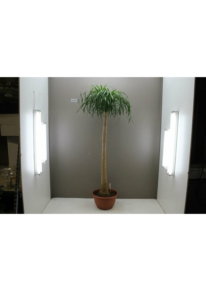 Nolina – Fil Ayağı 40-60 cm