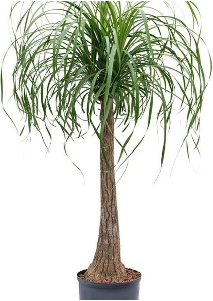 Nolina – Fil Ayağı 40-60 cm