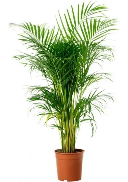 Areka Palmiyesi 80-100 cm