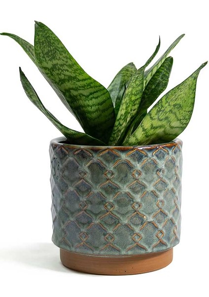 Yeşil Paşa Kılıcı – Sansevieria Hahnii 15-20 cm modelleri