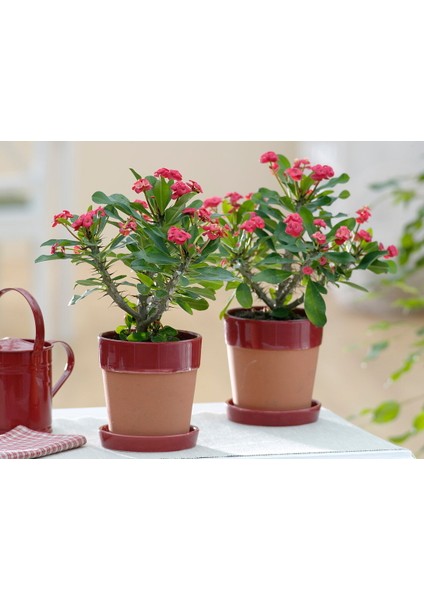 Dikenler Tacı - Euphorbia Milii Kırmızı