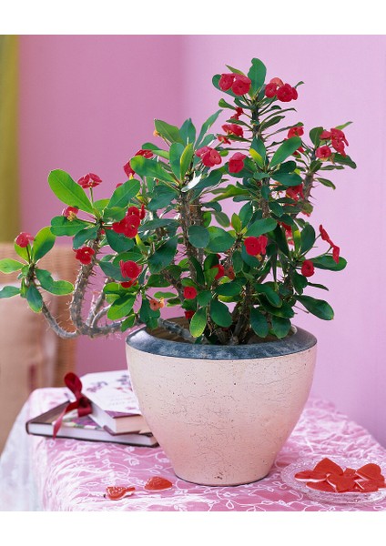 Dikenler Tacı - Euphorbia Milii Kırmızı