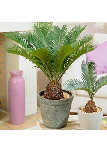 Sikas – Japon Sago Palmiyesi 30-40CM
