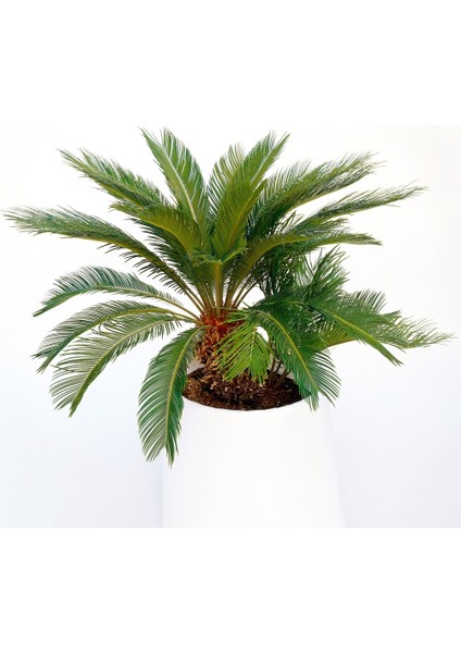 Sikas – Japon Sago Palmiyesi 30-40CM