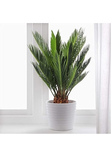 Sikas – Japon Sago Palmiyesi 30-40CM