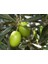 Zeytin (Gemlik) Fidanı Tüplü 1