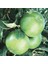 Granny Smith Elma Fidanı 3 Yaş Tüplü ve Aşılı 1