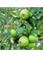Granny Smith Elma Fidanı 3 Yaş Tüplü ve Aşılı 2
