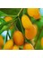 Sarı Goji Berry Fidanı 10 Adet 1