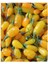 Sarı Goji Berry Fidanı 10 Adet 3