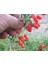 Kırmızı Goji Berry Fidanı 5 Adet 2