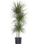 Madagaskar Dragon Ağacı – Dracaena Marginata 3 Gövdeli Yeşil 2