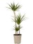 Madagaskar Dragon Ağacı – Dracaena Marginata 3 Gövdeli Yeşil 3