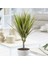 Madagaskar Dragon Ağacı – Dracaena Marginata -Alacalı Tek Gövdeli 2