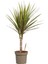 Madagaskar Dragon Ağacı – Dracaena Marginata -Alacalı Tek Gövdeli 3