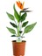 Starliçe (Cennet Kuşu Çiçeği) Strelitzia Nicolai - 60 cm 2 Adet 2