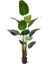Starliçe (Cennet Kuşu Çiçeği) Strelitzia Nicolai - 80 cm 2 Adet 1