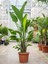 Starliçe (Cennet Kuşu Çiçeği) Strelitzia Nicolai - 80 cm 2 Adet 2