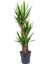 Yuka – Yucca 3’lü 100-125 cm 3