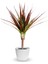 Madagaskar Dragon Ağacı – Dracaena Marginata - Tek Gövdeli Bordo 1