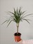 Madagaskar Dragon Ağacı – Dracaena Marginata - Tek Gövdeli Bordo 3