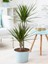 Madagaskar Dragon Ağacı – Dracaena Marginata 2 Gövdeli Yeşil 1