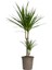 Madagaskar Dragon Ağacı – Dracaena Marginata 2 Gövdeli Yeşil 3